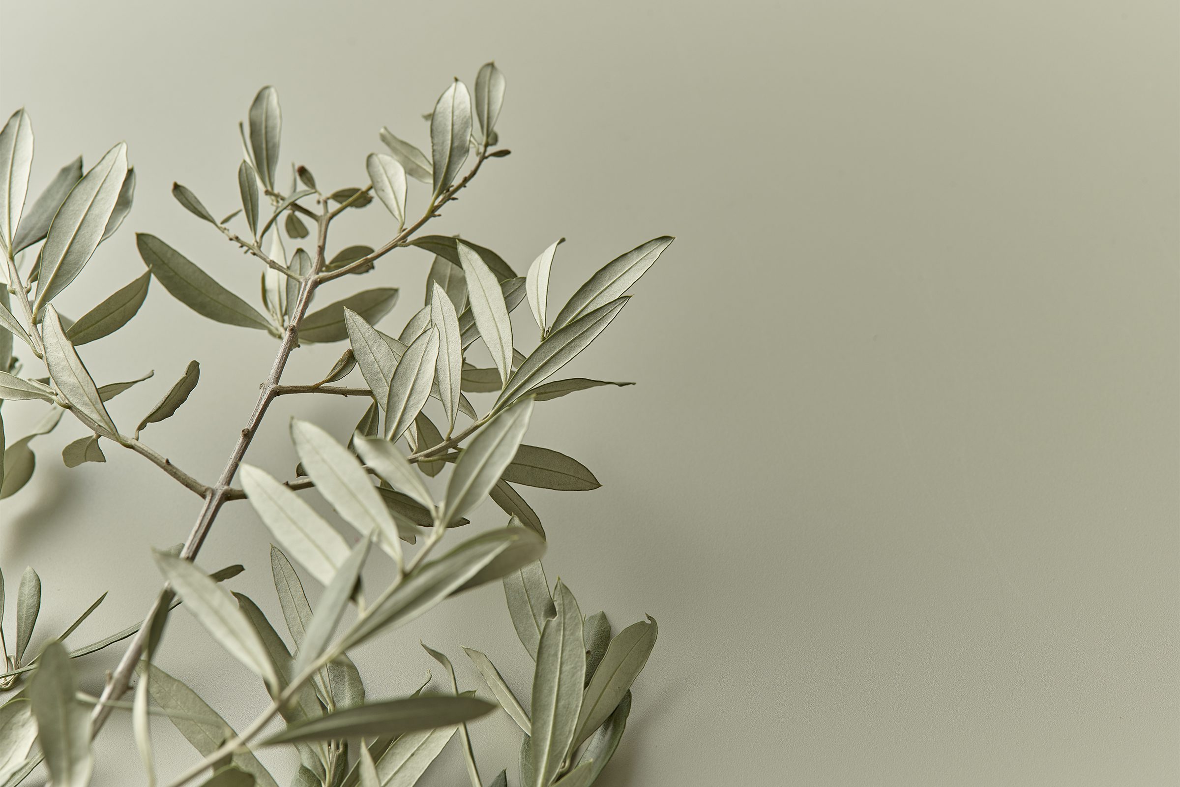 Kulinarische Genüsse im Idyllic Garden Food-Bereich